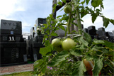 園内で栽培したトマト、ピーマンなど夏野菜をプレゼントいたします（夏季限定）